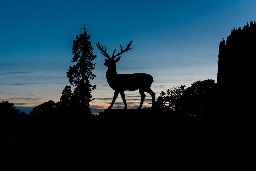 the stag at sunset at Gosfield Hall