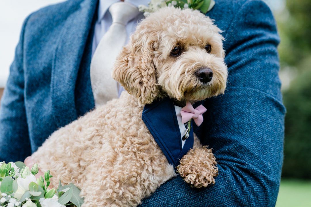 Dog in a bow tie. The Great Lodge is a dog friendly Essex wedding venue.